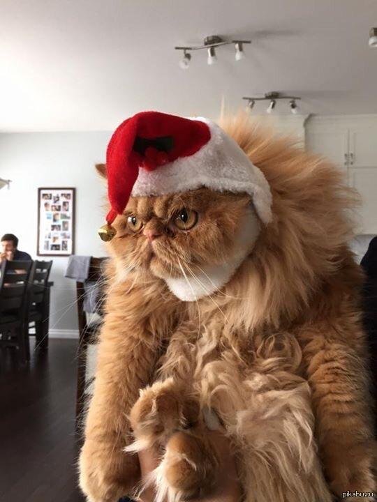 смешной новогодний кот