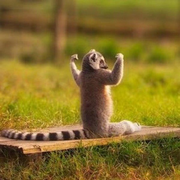 кошачий лемур