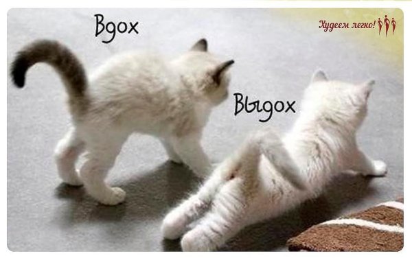 кошка кошка