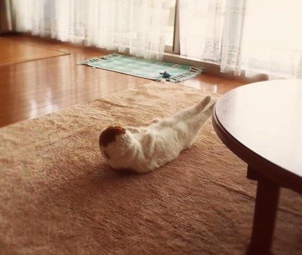 кот тренируется