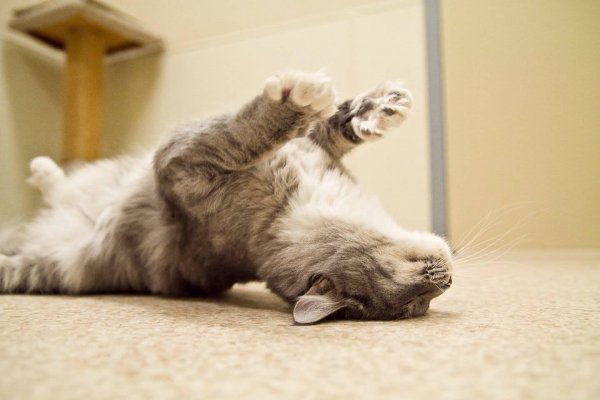 утренние коты