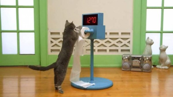 кот тренируется