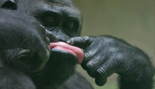 горилла смешная