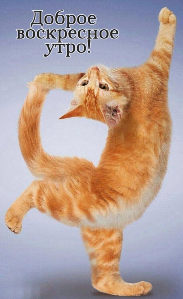 кот занимается йогой