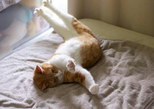 котенок проснулся