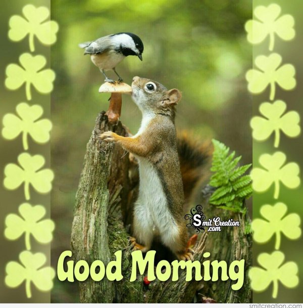 доброго утра с животными