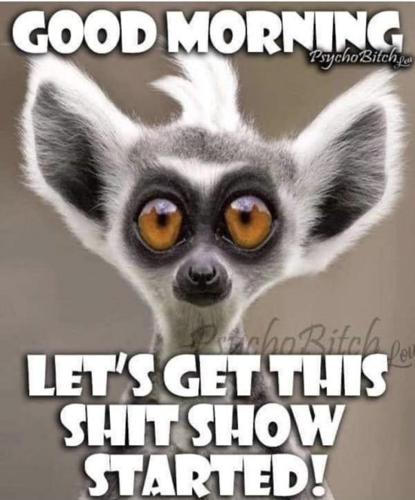 удивленный лемур