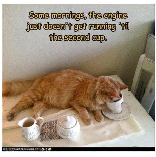 рыжий кот и кофе