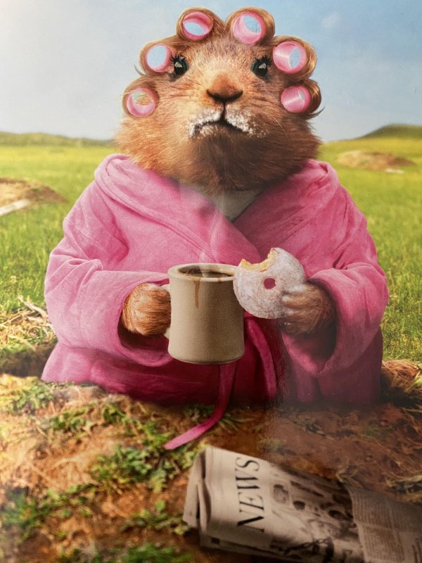 сурок смешной