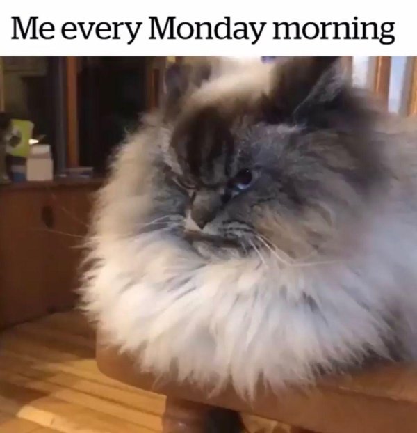 понедельник котики