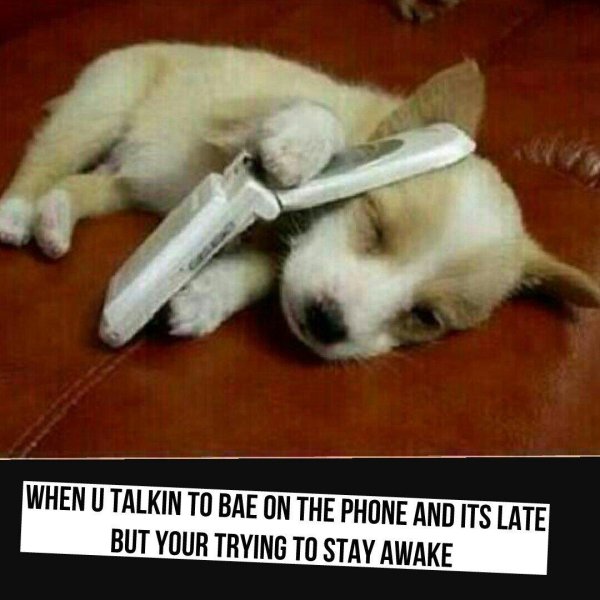 собачка милая