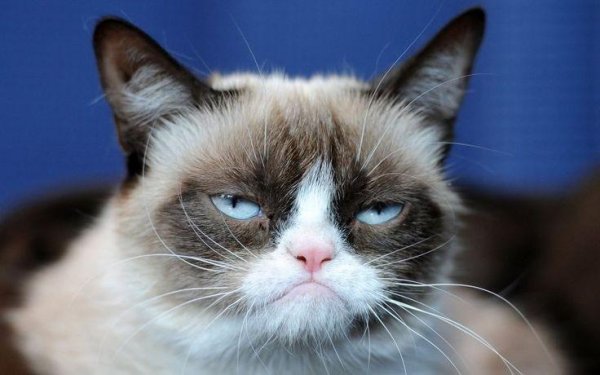 real grumpy cat