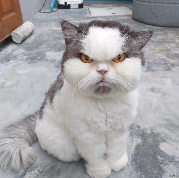 недовольная кошка