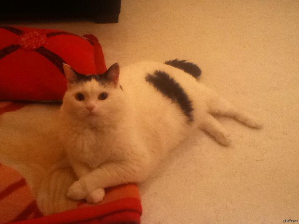 пухлые коты