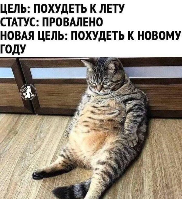 кот толстый