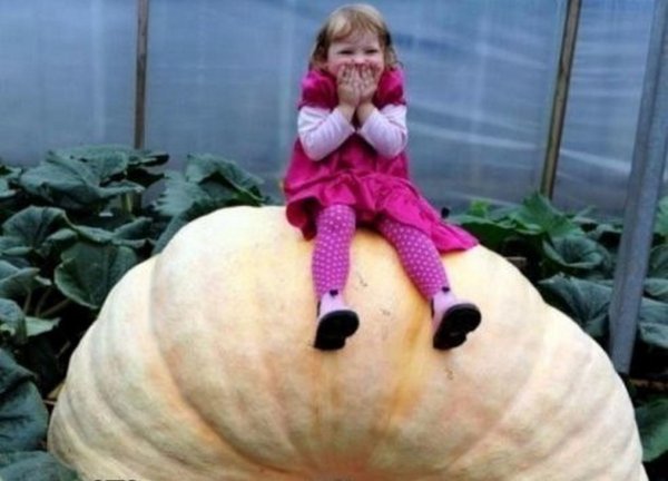 огромная тыква