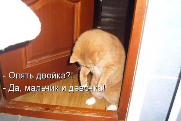 кот пришел домой