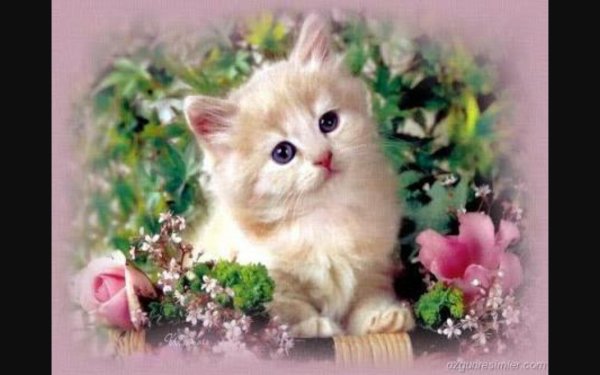 очаровательные котята