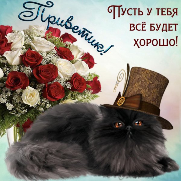 черный персидский кот