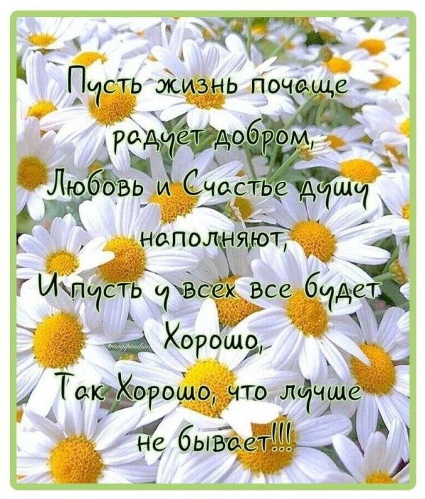 день ромашек