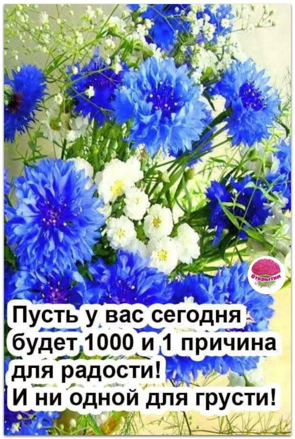 доброе утро васильки