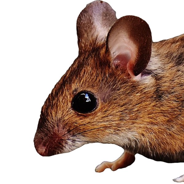 фелиниды мышич