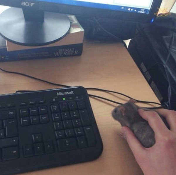 microsoft keyboard 600