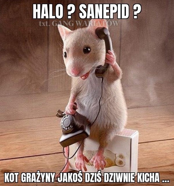 прикольная мышка