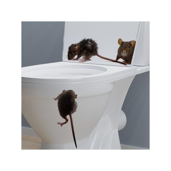 испуганные крысы