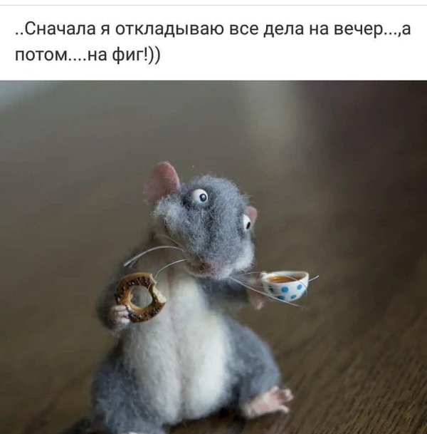 Мышь