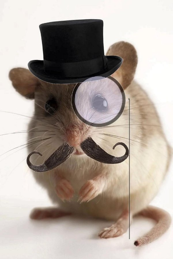 хомяк в шляпе