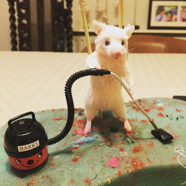 лабораторная крыса