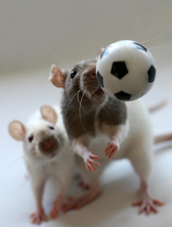 домашние крысы