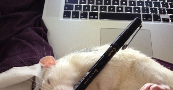 крыска дамбо