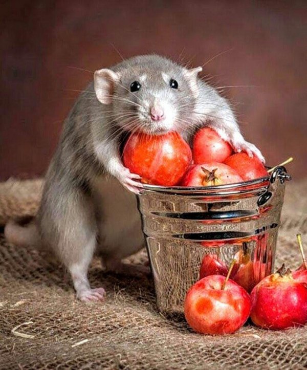 домашние крысы