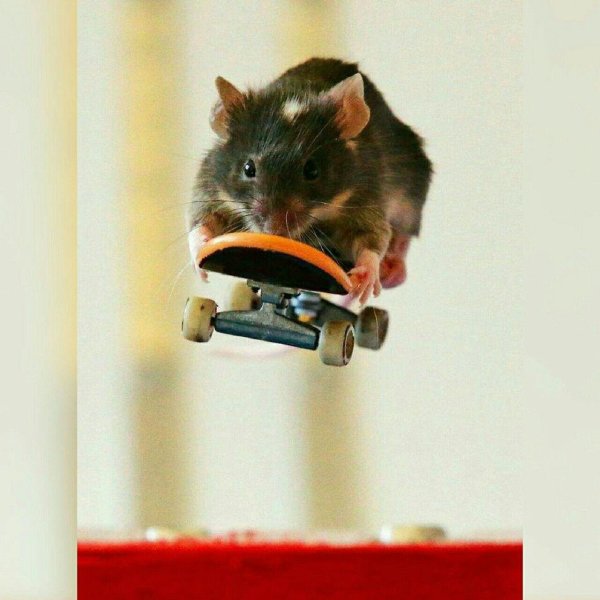 мышка на скейте
