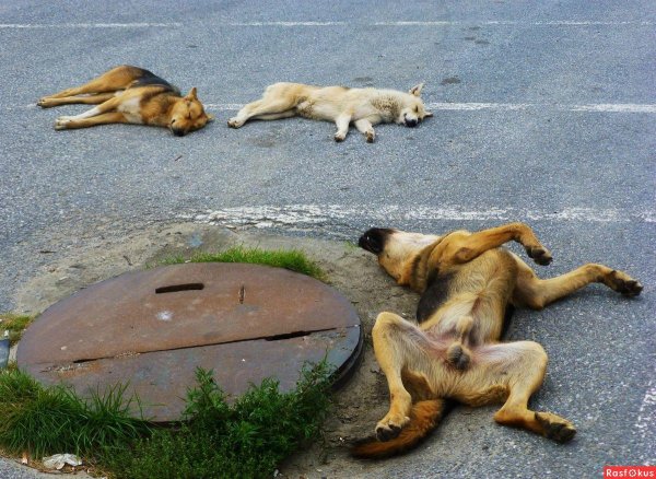 животные бездомные