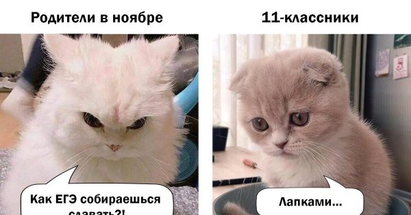 меме котики