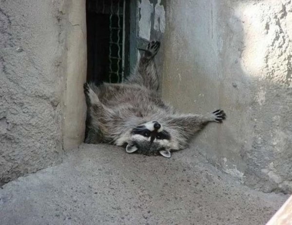 уставший енот