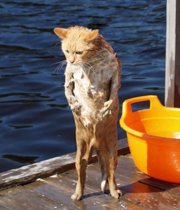 животное смешное