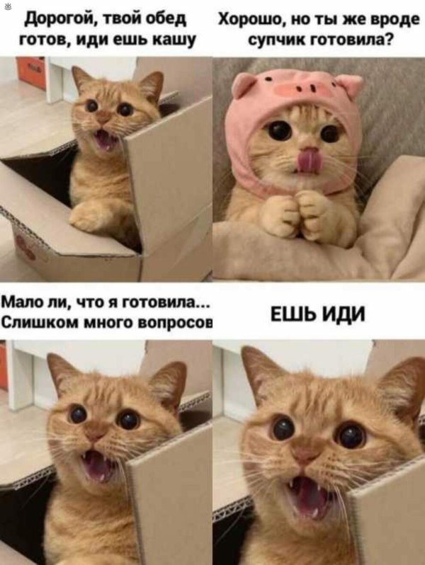 котики мемы без надписей смех
