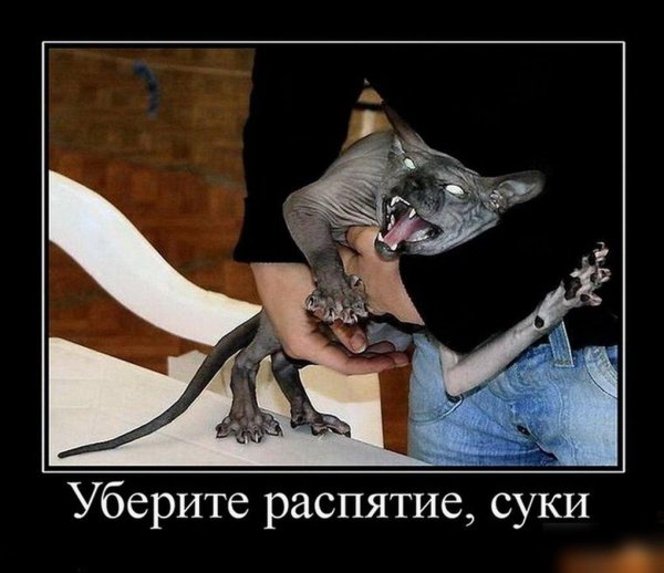 кошка сфинкс