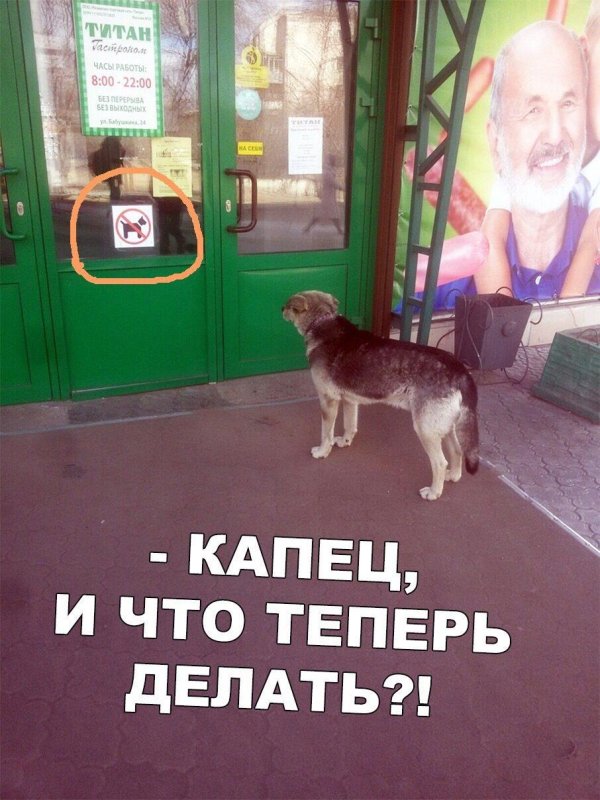 восточноевропейская овчарка