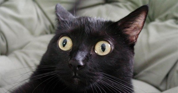 кошка в ахуе