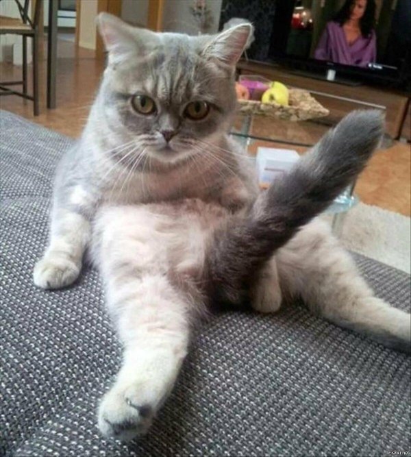 котики угар