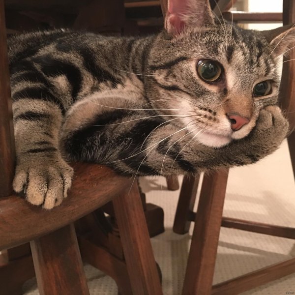 европейская кошка короткошерстная