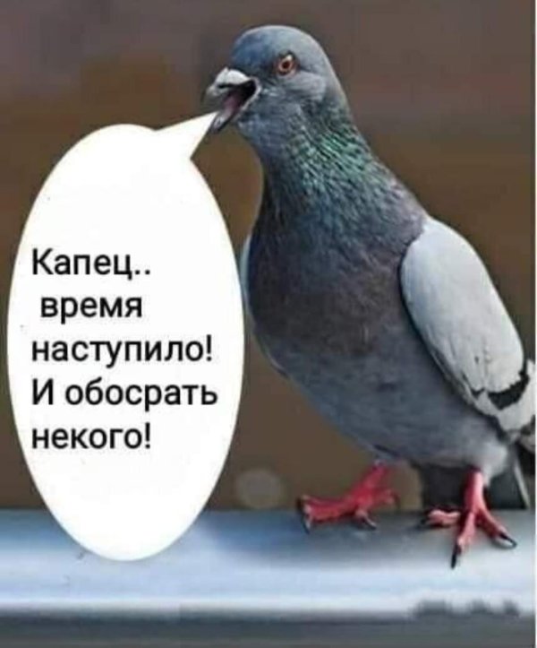 голубь обыкновенный