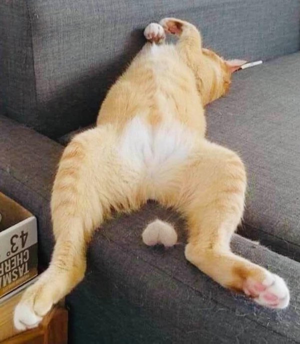 смешно лежит