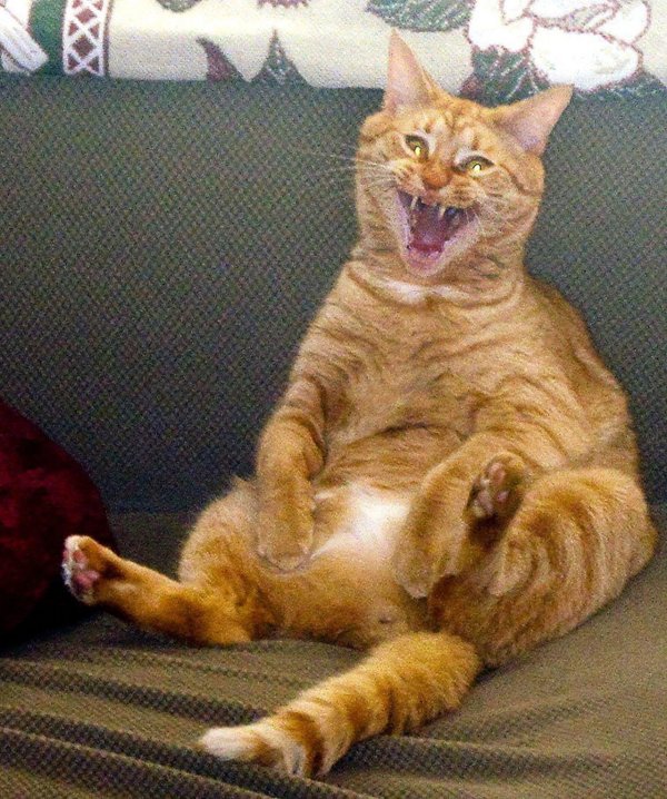 рыжие коты