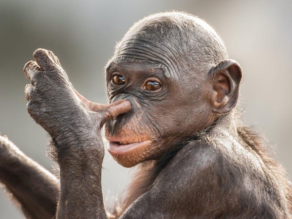 удивленная обезьяна